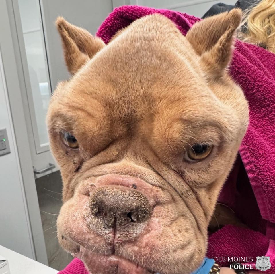 brown dog wrapped in a pink towel