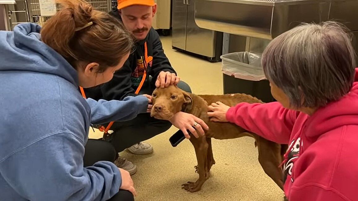 brown skinny dog