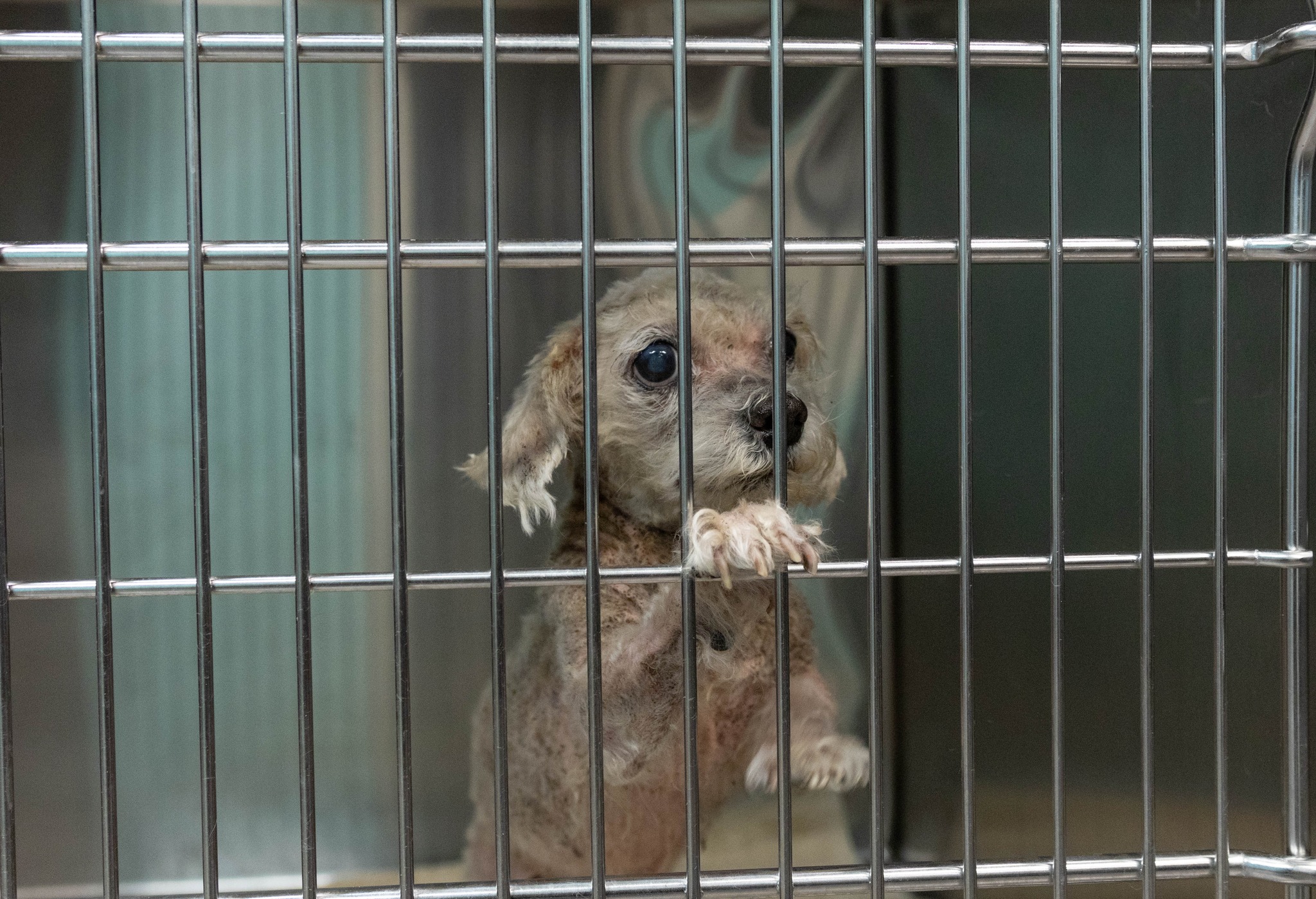 clipped dog in a cage