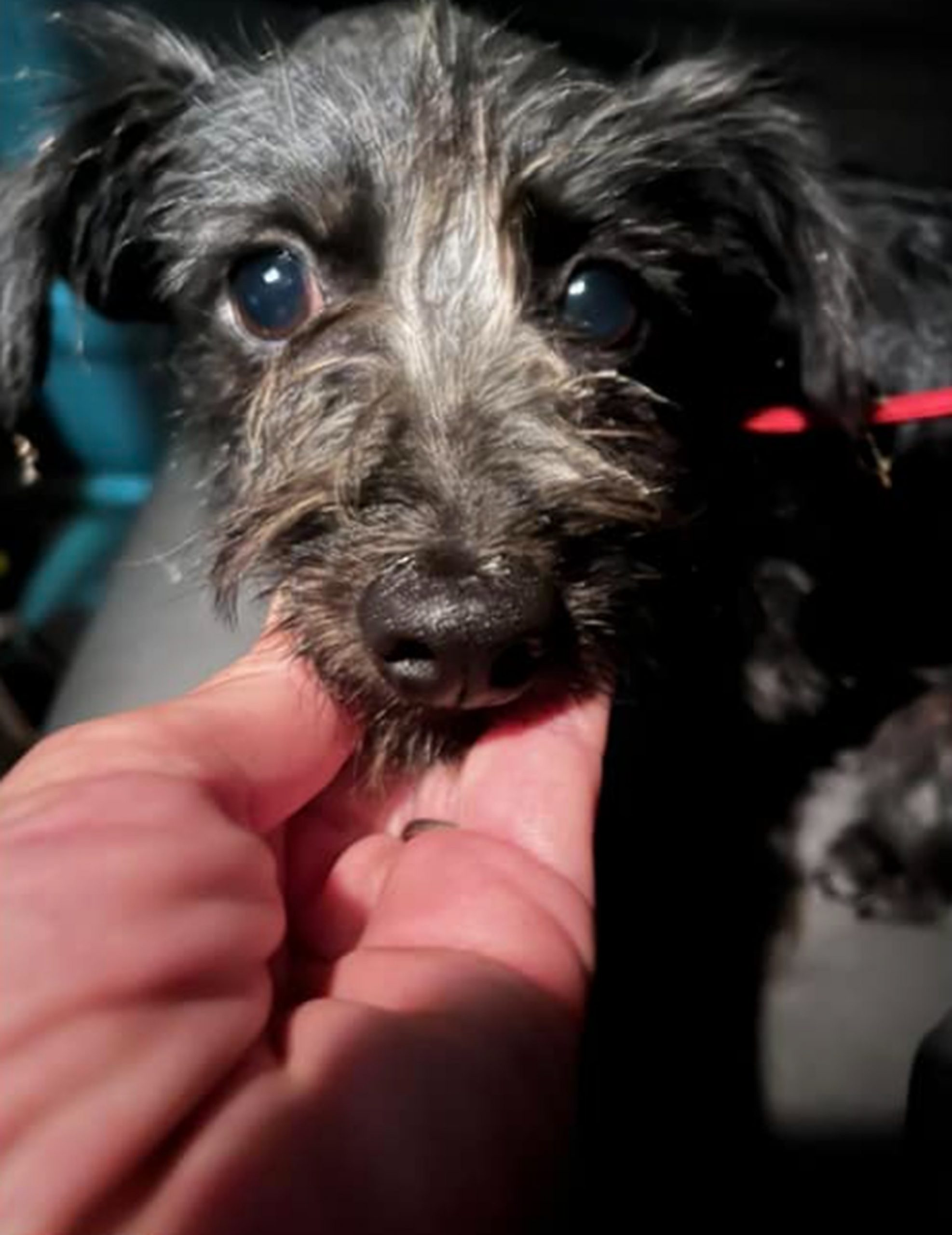 close up view of stray puppy