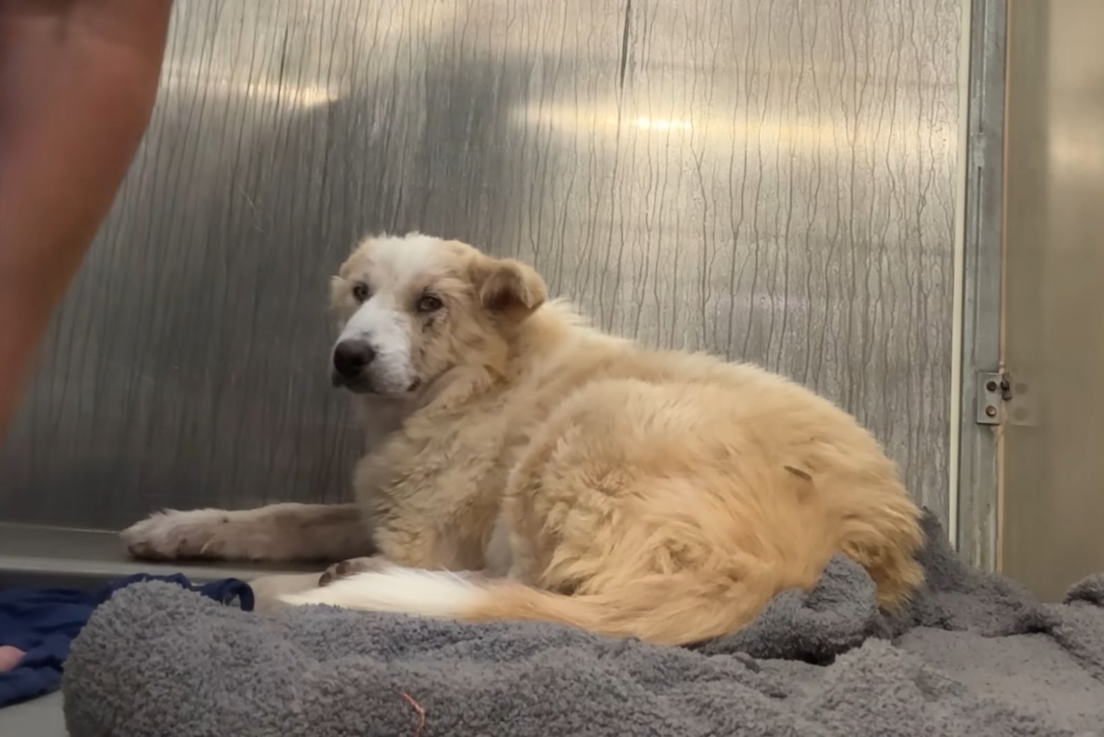 cute and big white dog