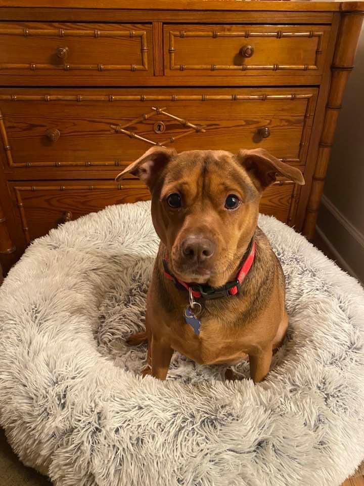 cute brown dog sitting on dogs place