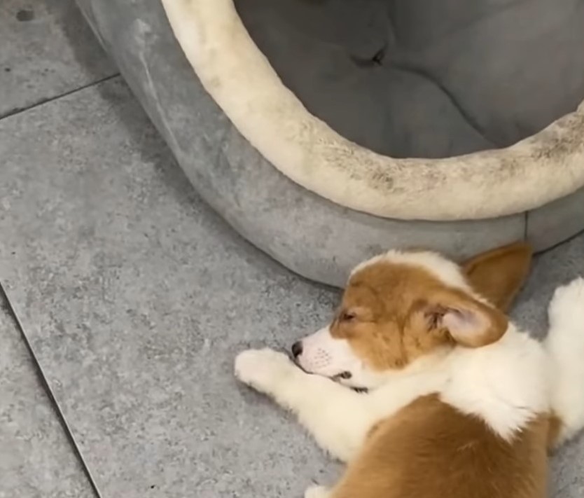 cute corgi sleeps on the tiles next to his pillow