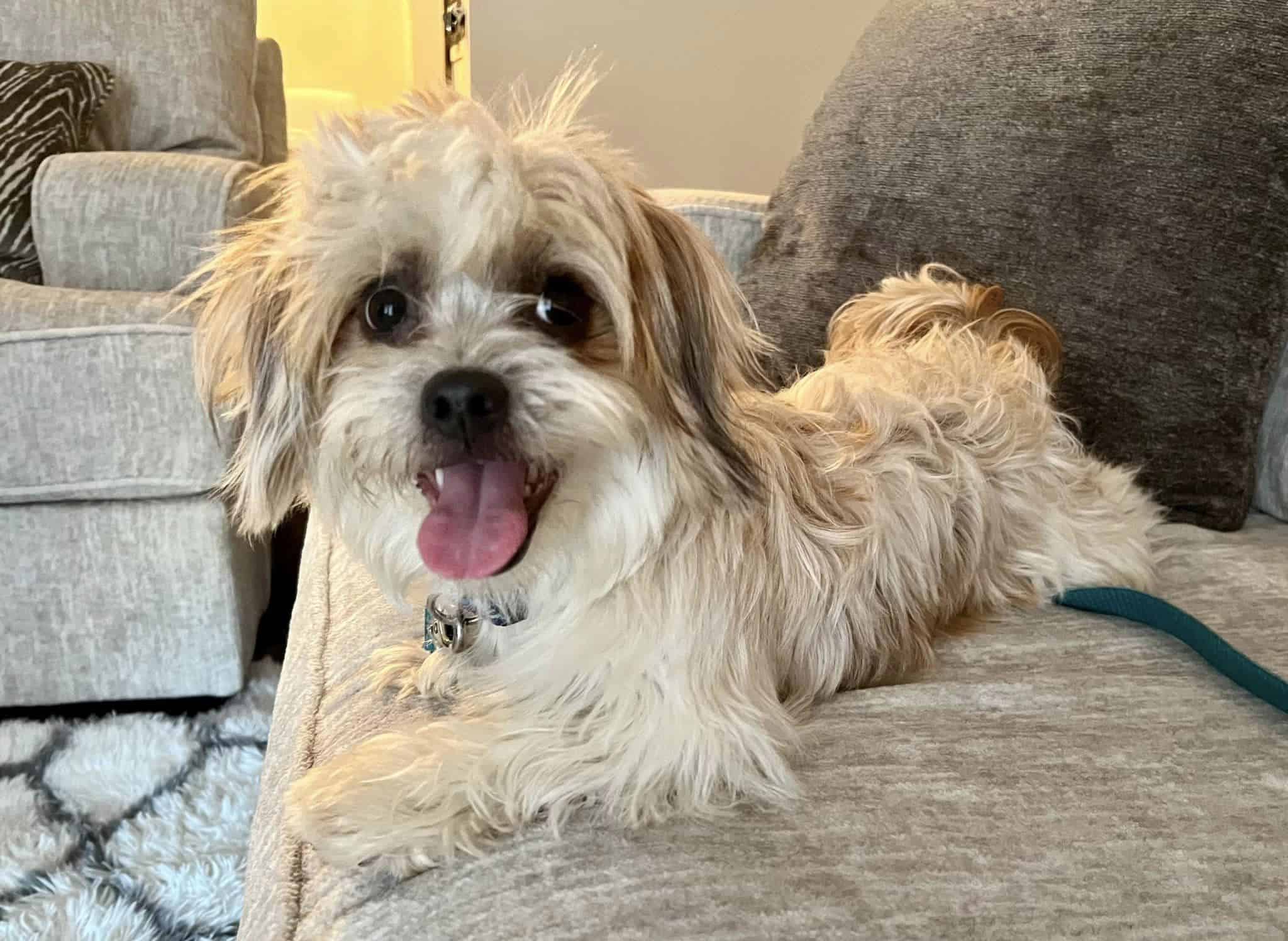 cute dog sitting in the house