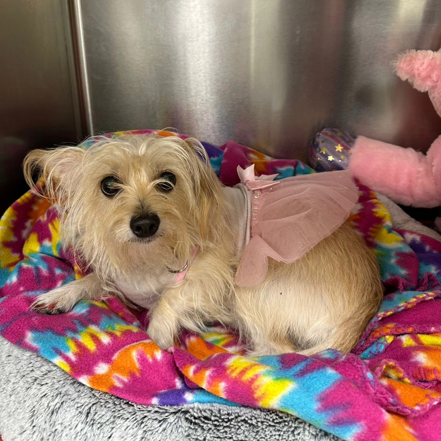 cute dog wearing pink dress lying on colorful blanket