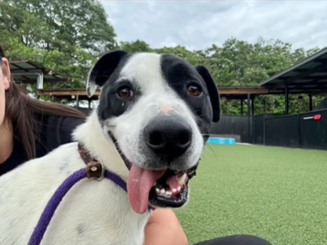 cute dog with tongue out