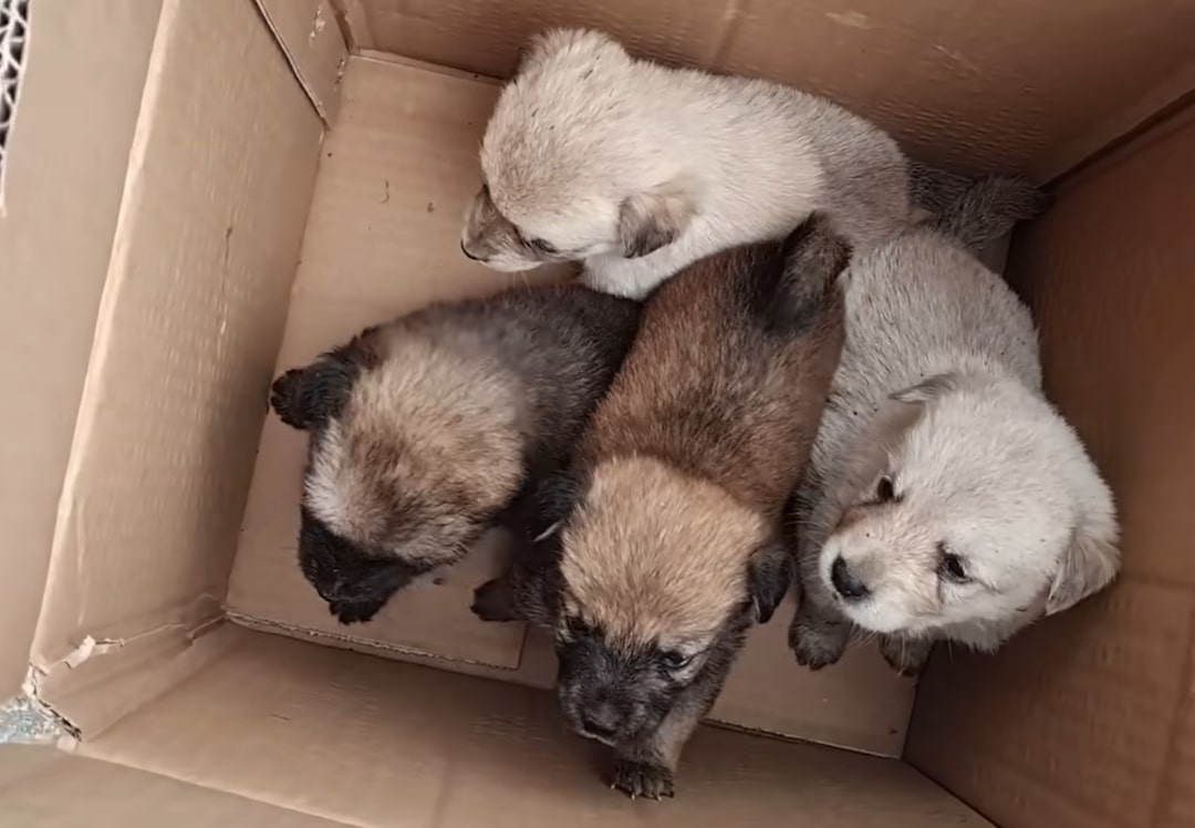 cute puppies in a package