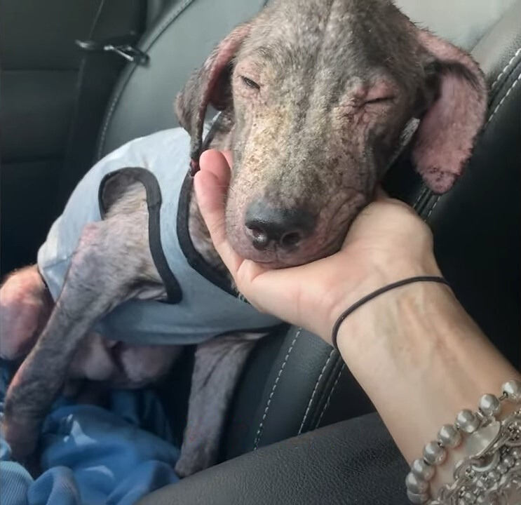 cute puppy in car