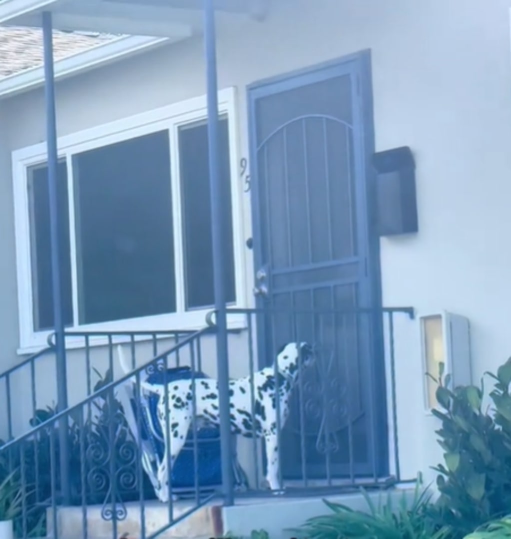 dalmatian waiting in front of the door