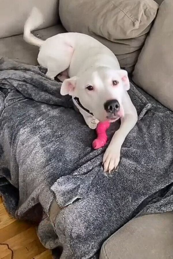 deaf pup lying on couch