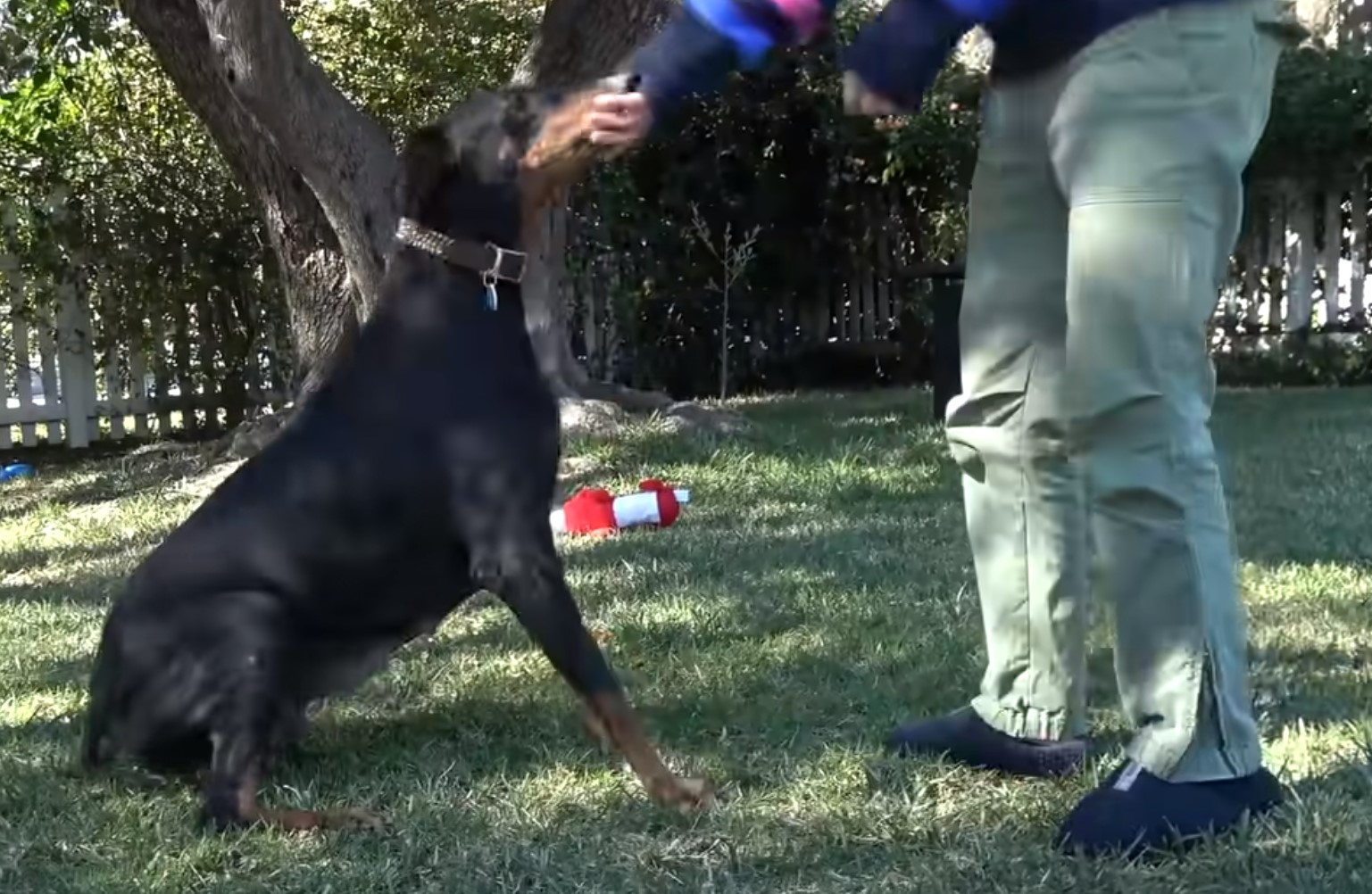 doberman playing with man