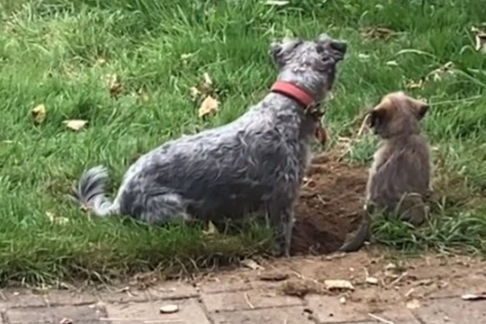 dog and puppy in a hole with paws