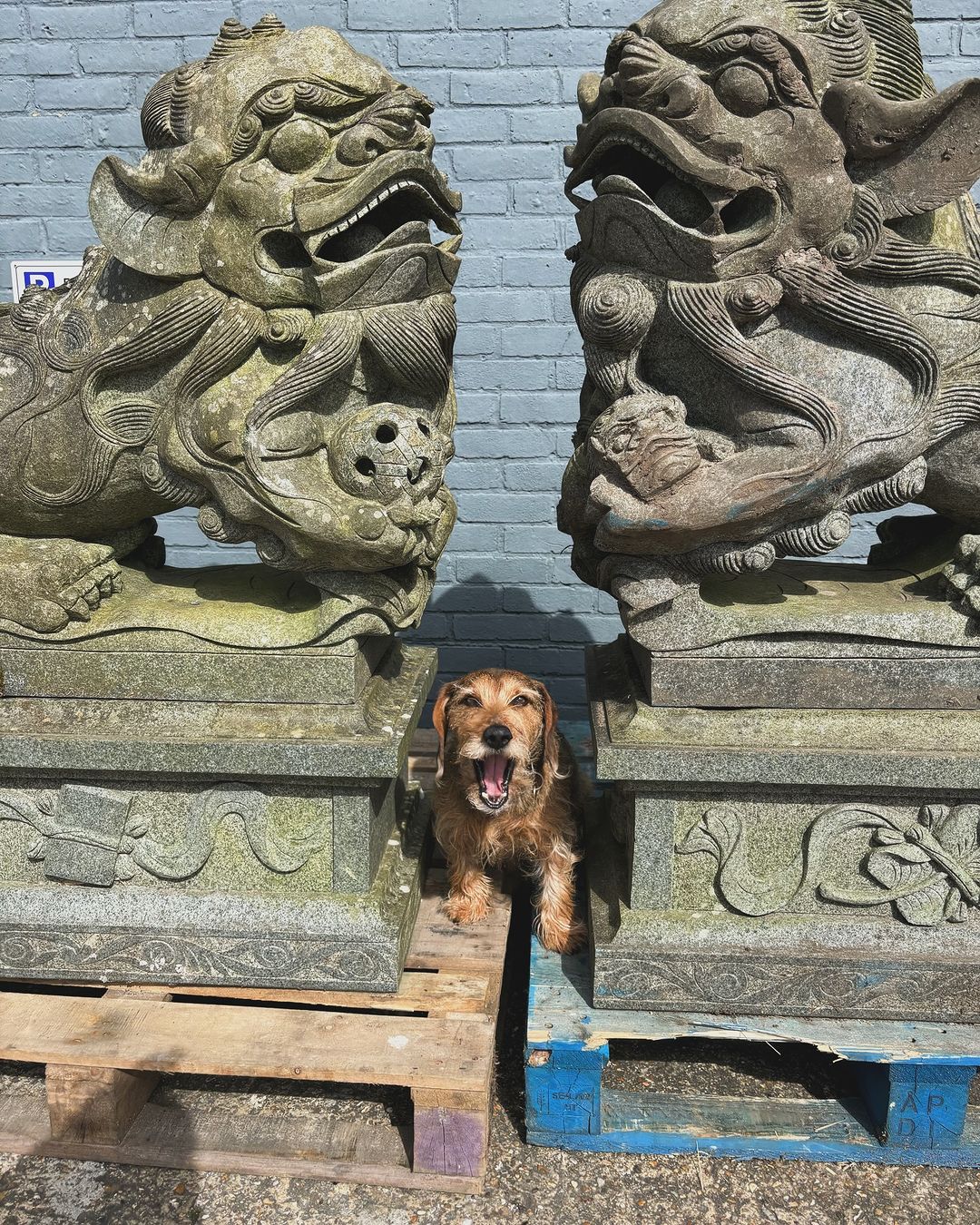 dog between two statues of dogs