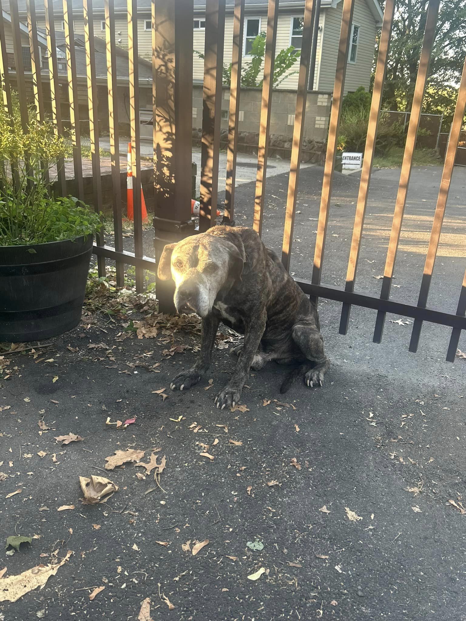 dog chained to a fence