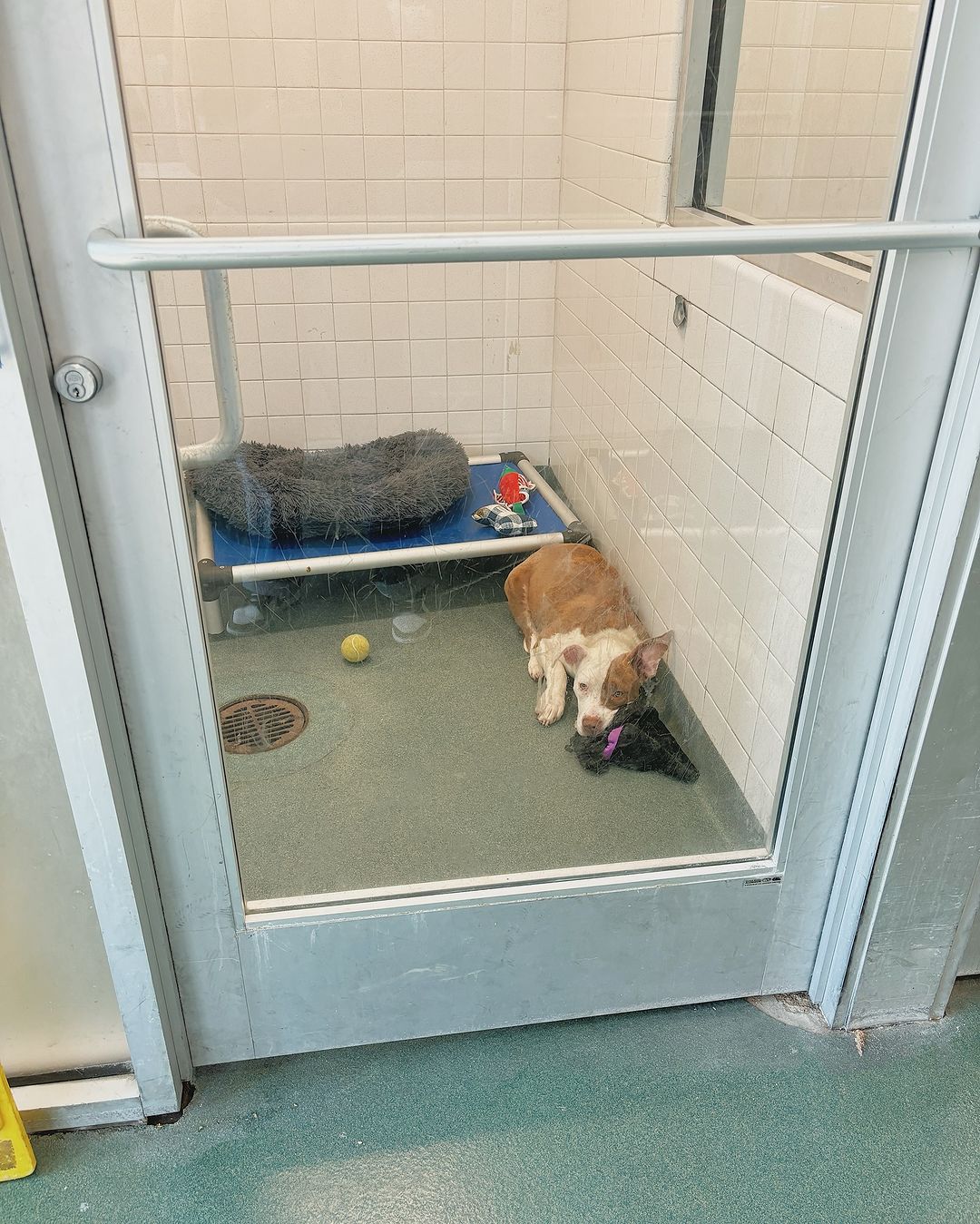 dog closed in a shelter