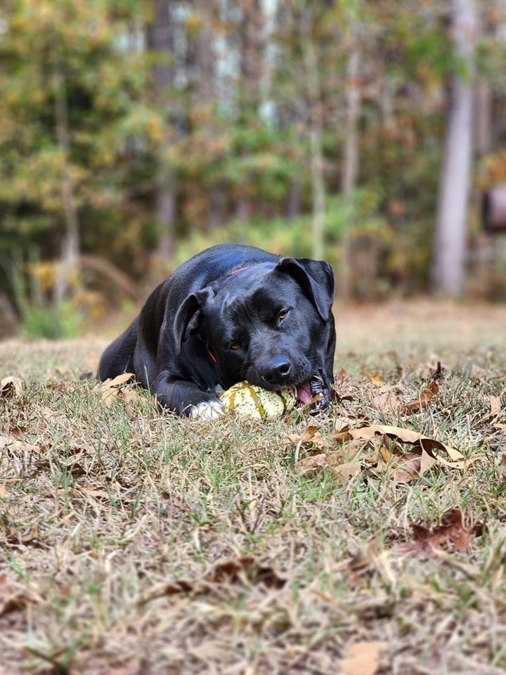 dog enjoying the pumpkin outdoor