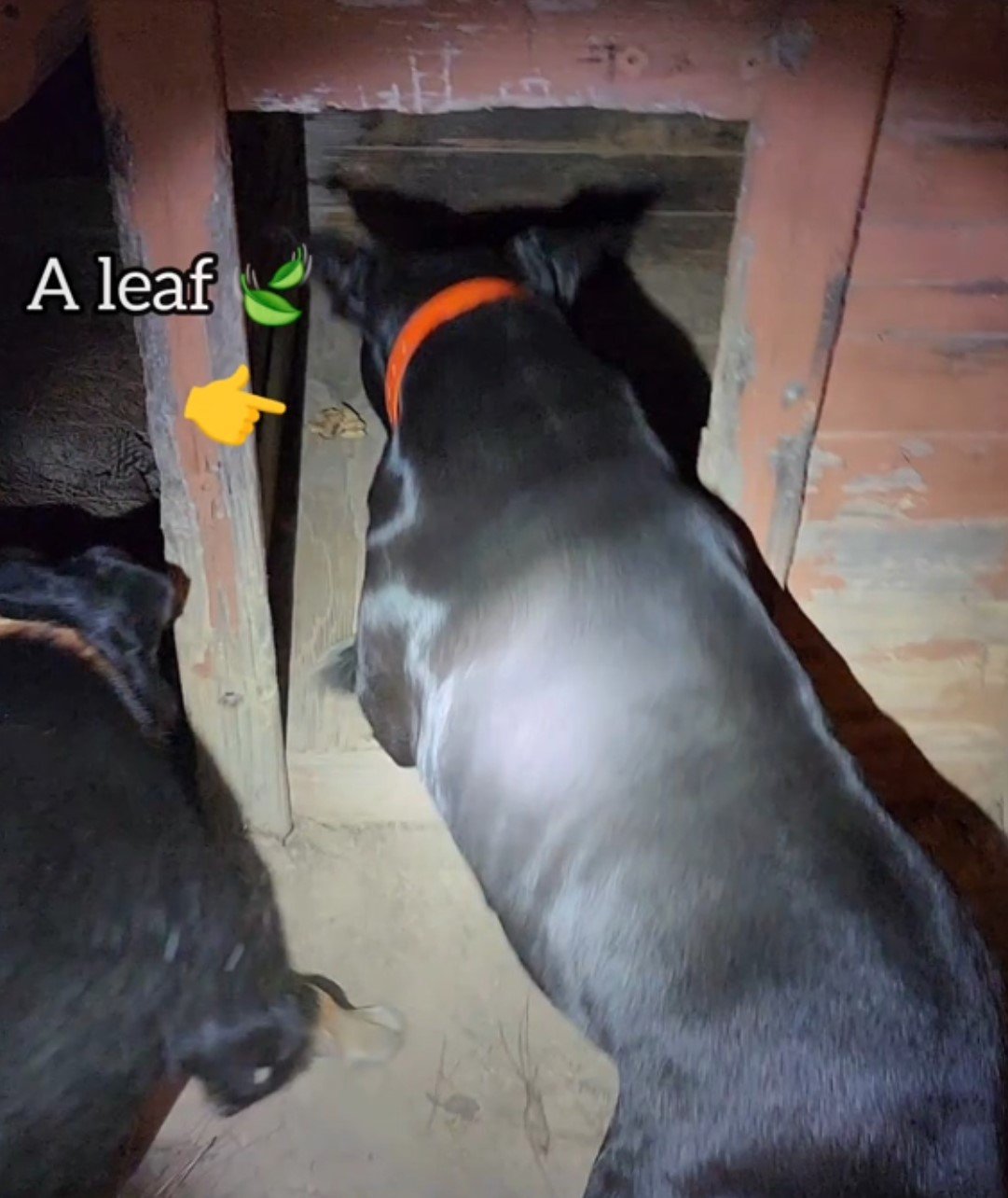 dog getting into his house with leaf