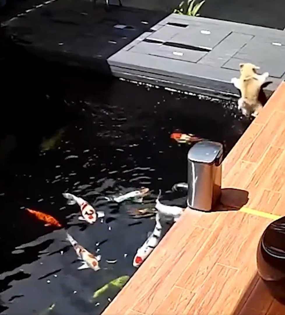 dog getting out from fish pond