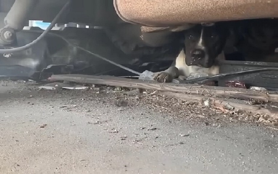 dog hiding under a car