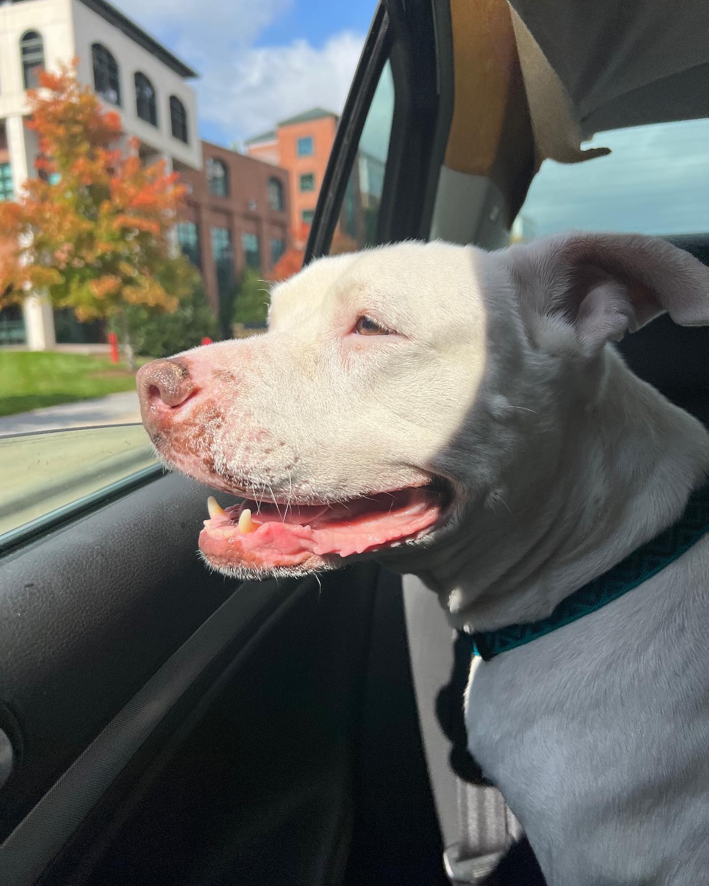 dog in a car looking through window