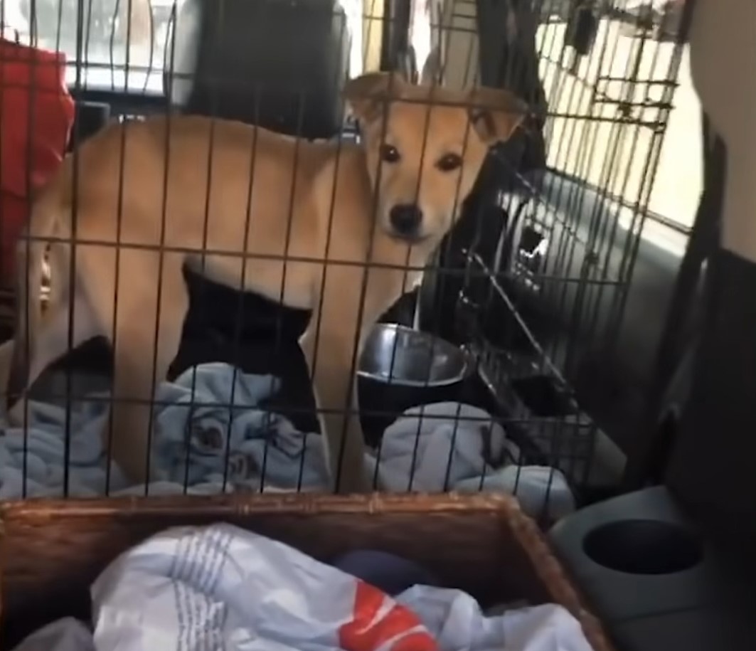 dog in a crate