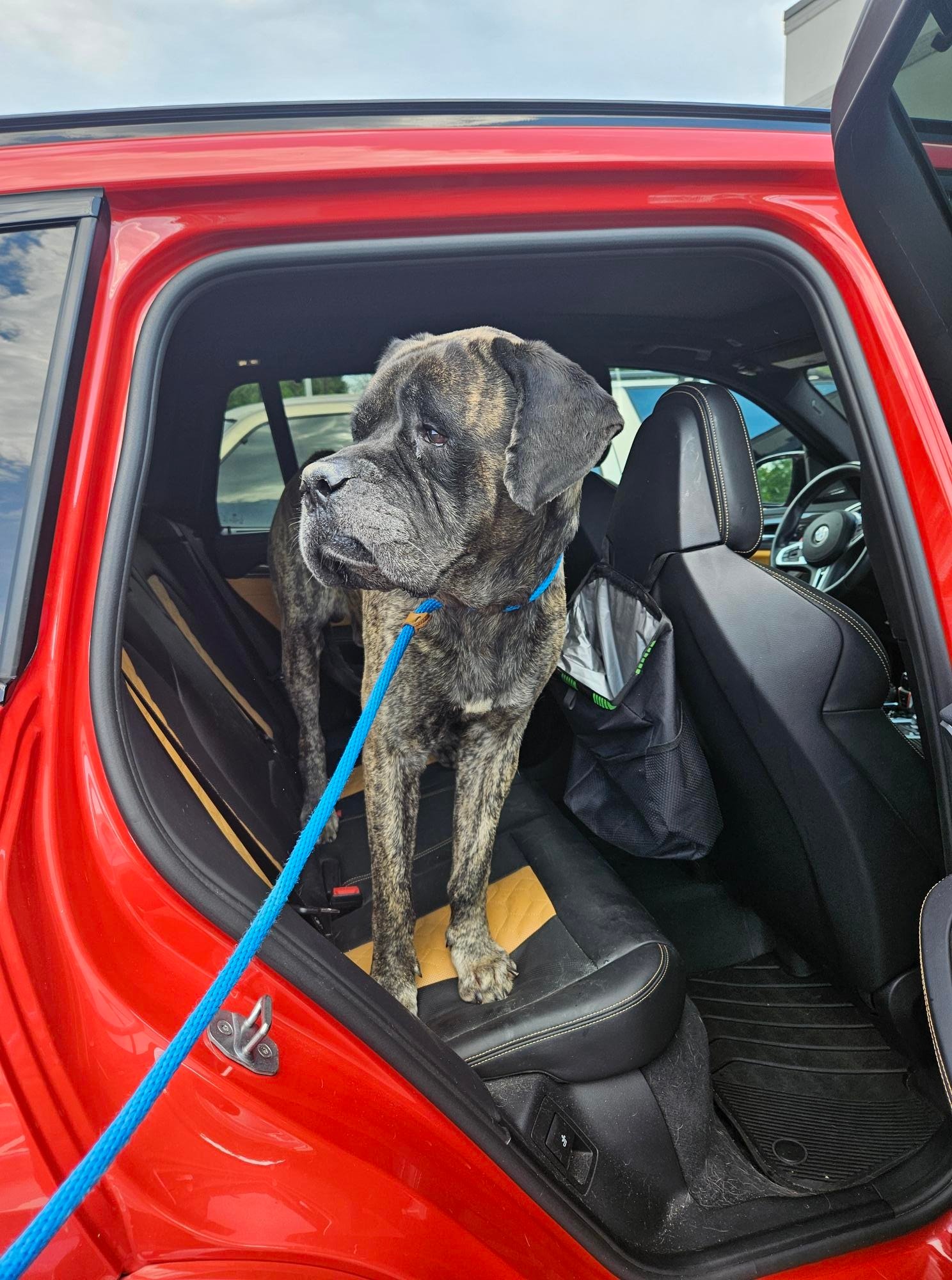 dog in red car