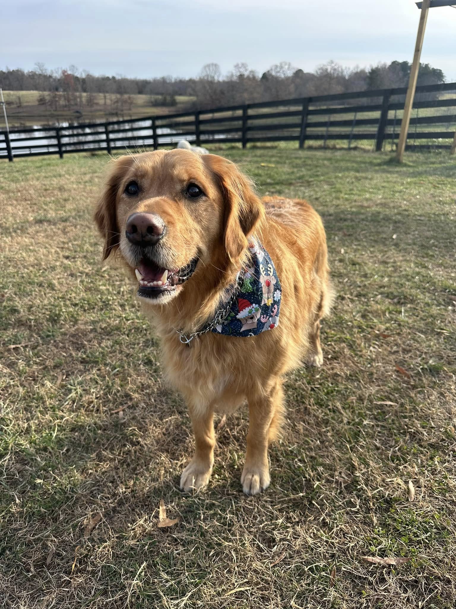 dog in the yard