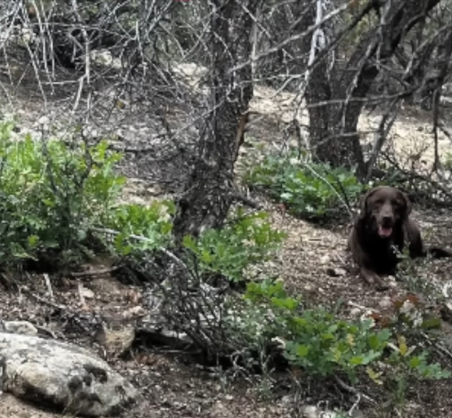 dog laying in forest