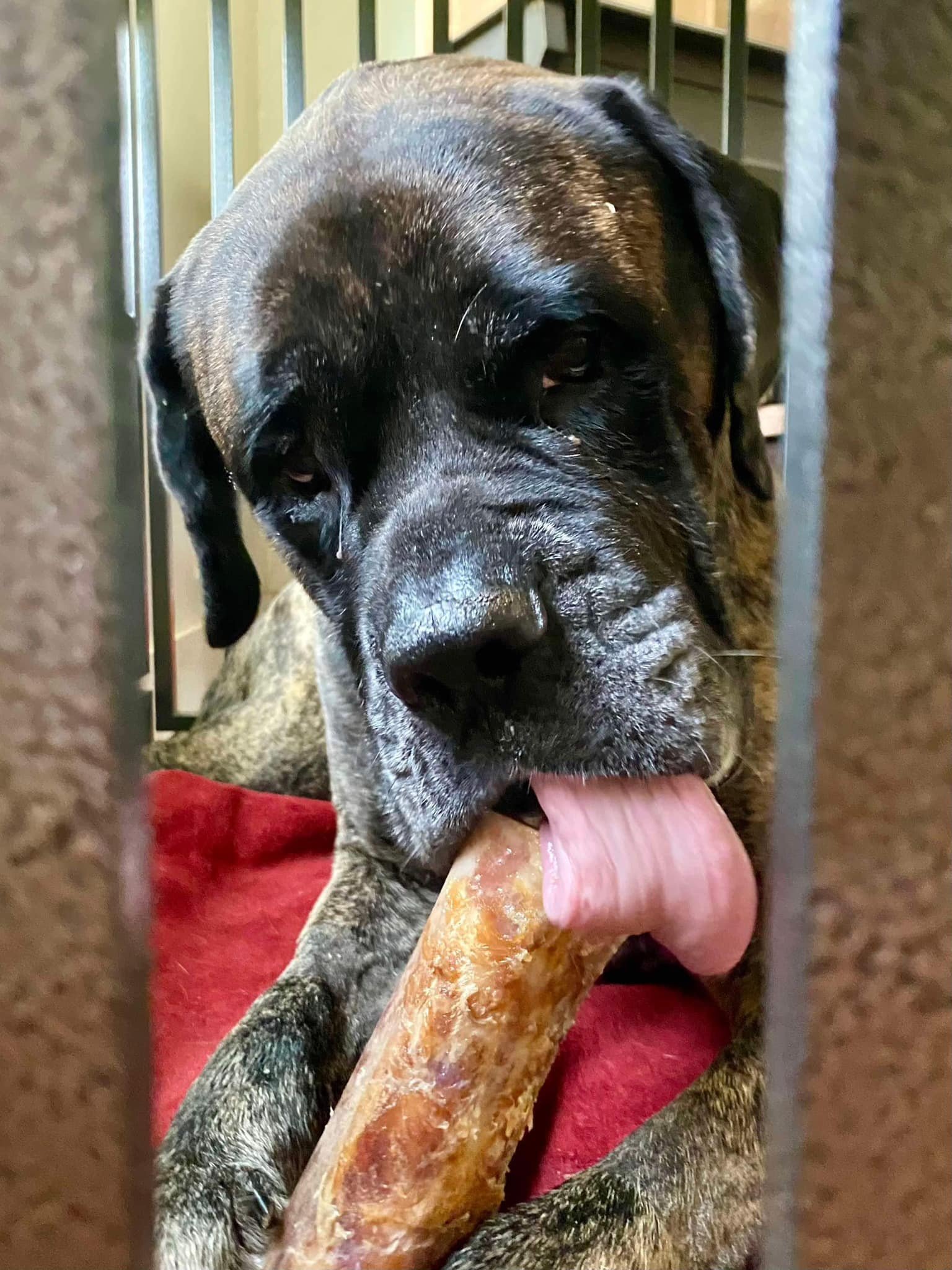 dog licking a bone