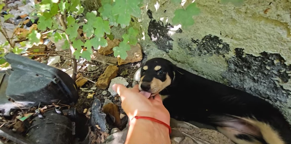 dog licking man's hand