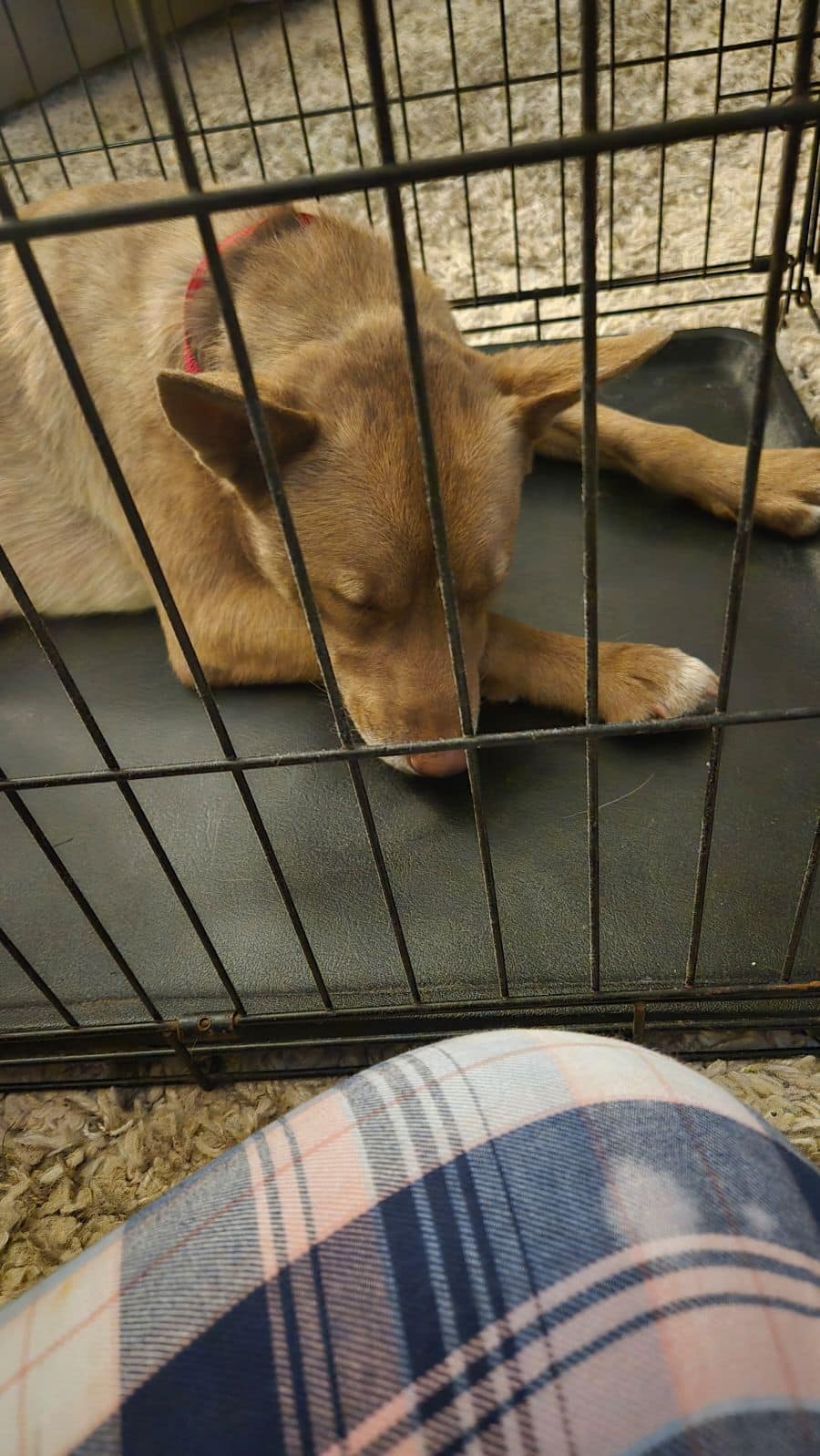 dog lying in cage