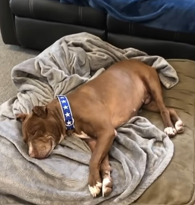 dog lying on a blanket