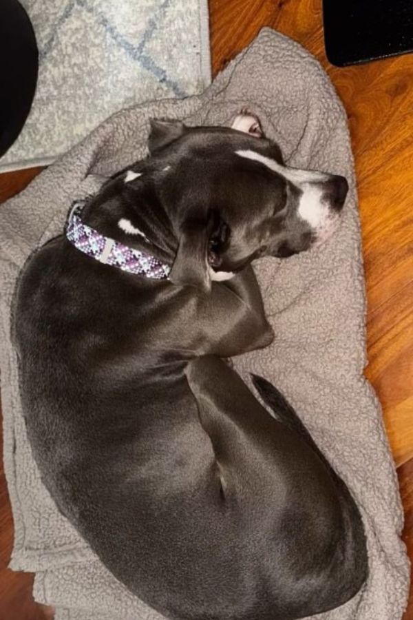 dog lying on blanket