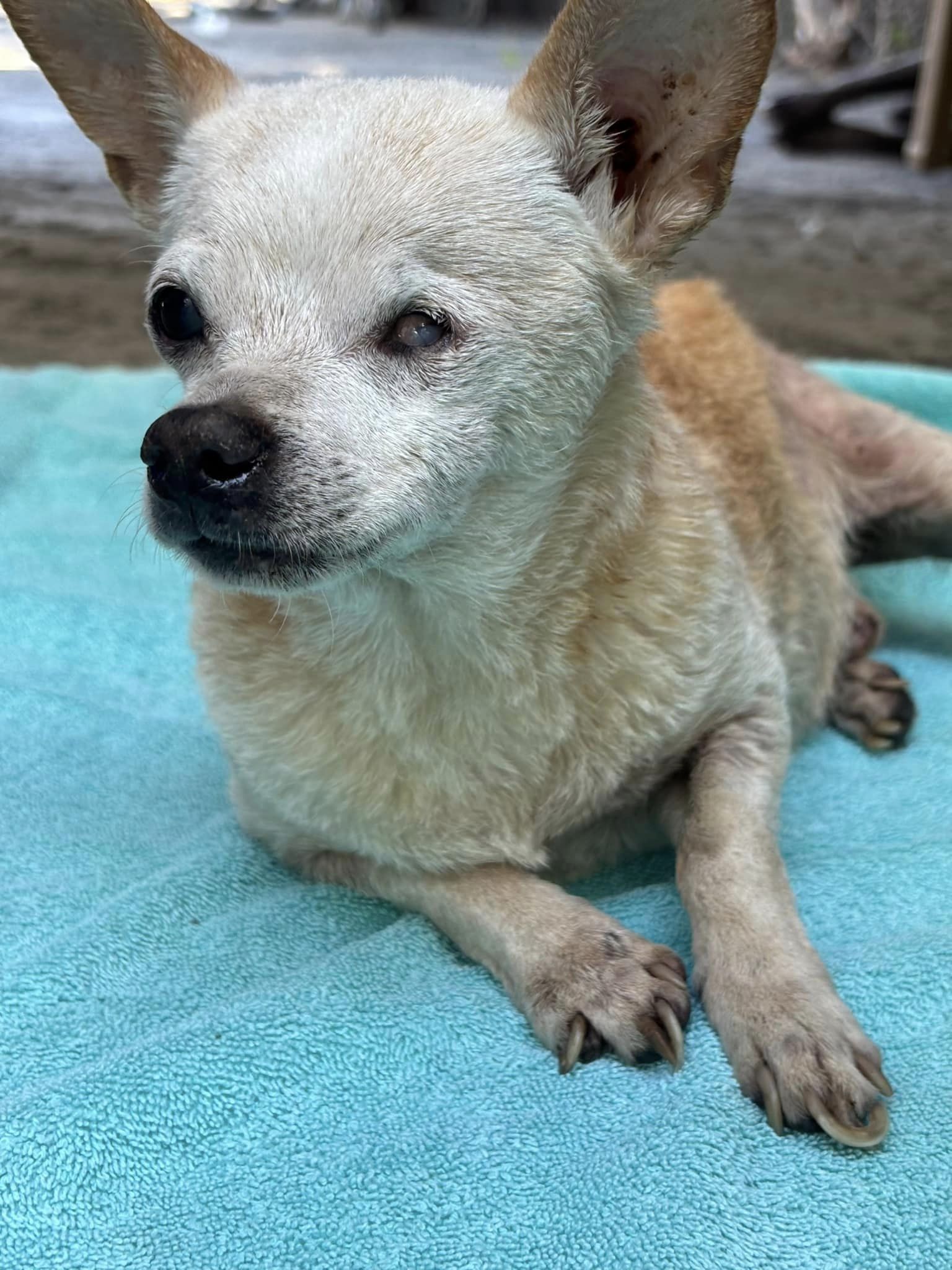 dog lying on blue towel