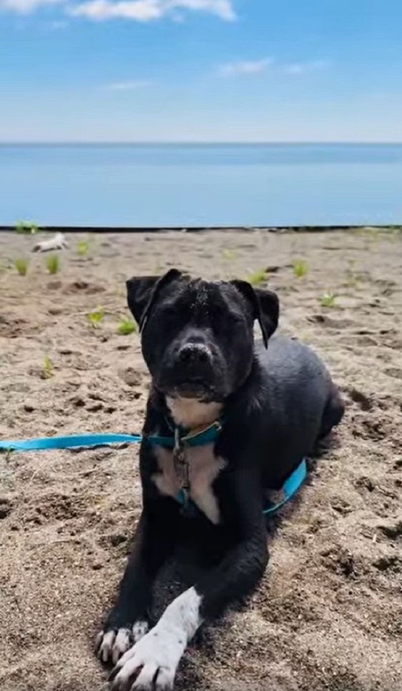 dog lying on the beach