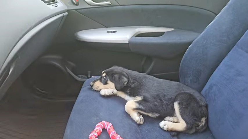 dog lying on the car seat