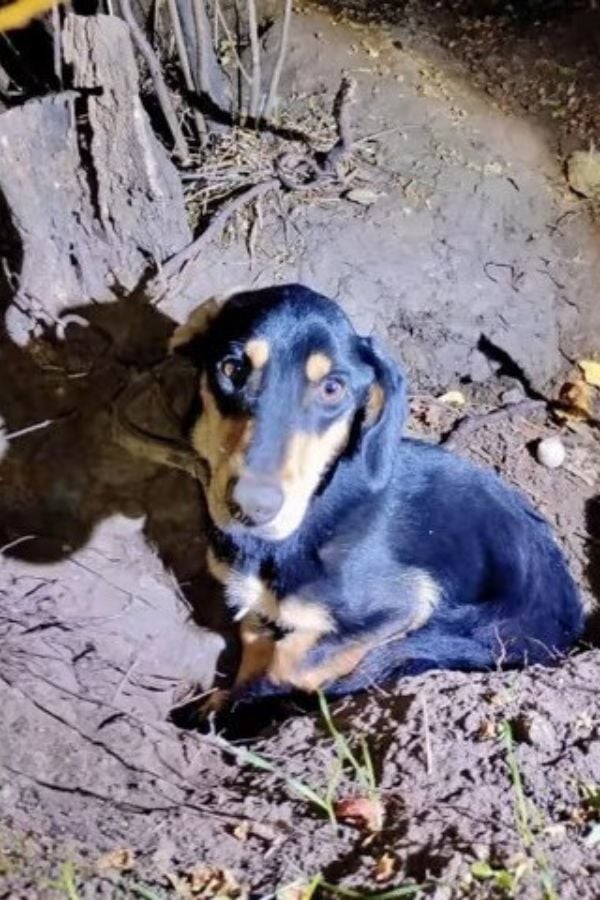 dog lying outdoor alone