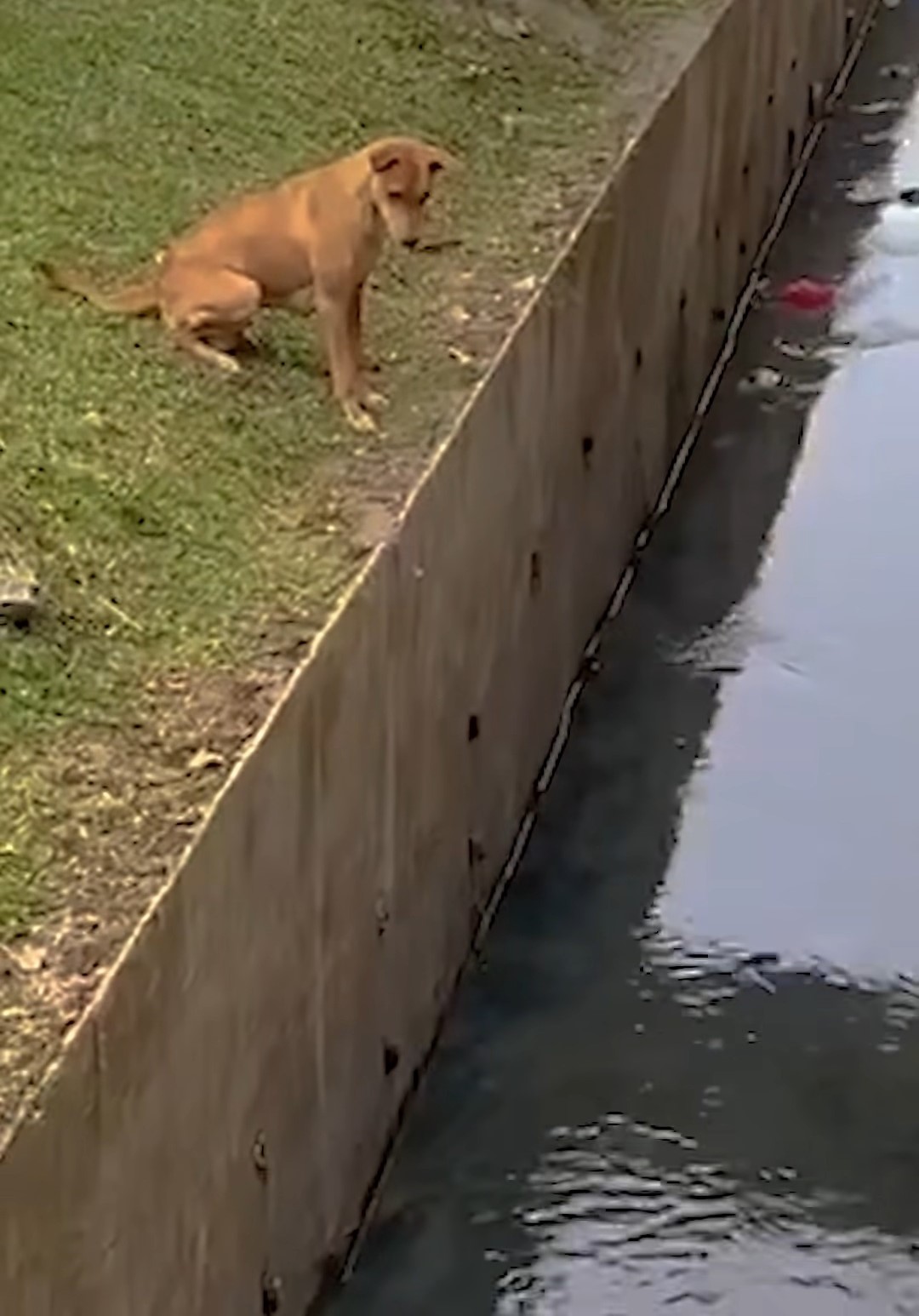 dog near water