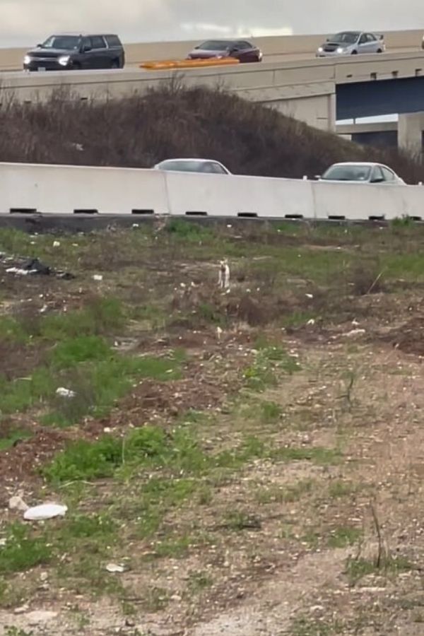 dog next to a highway