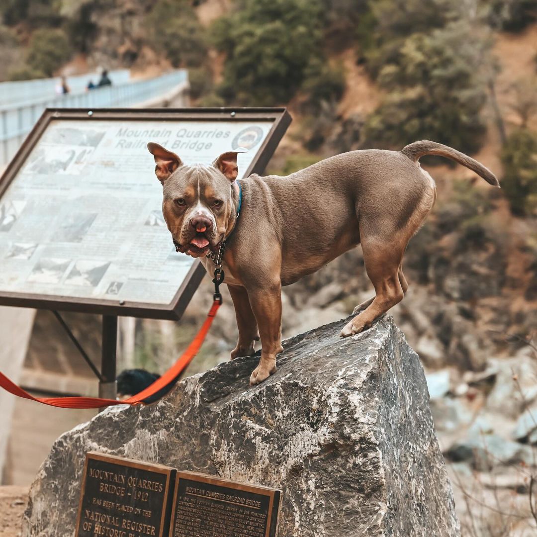 dog on a rock