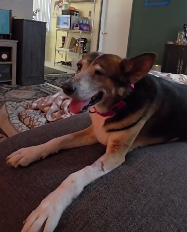 dog on couch enjoying 