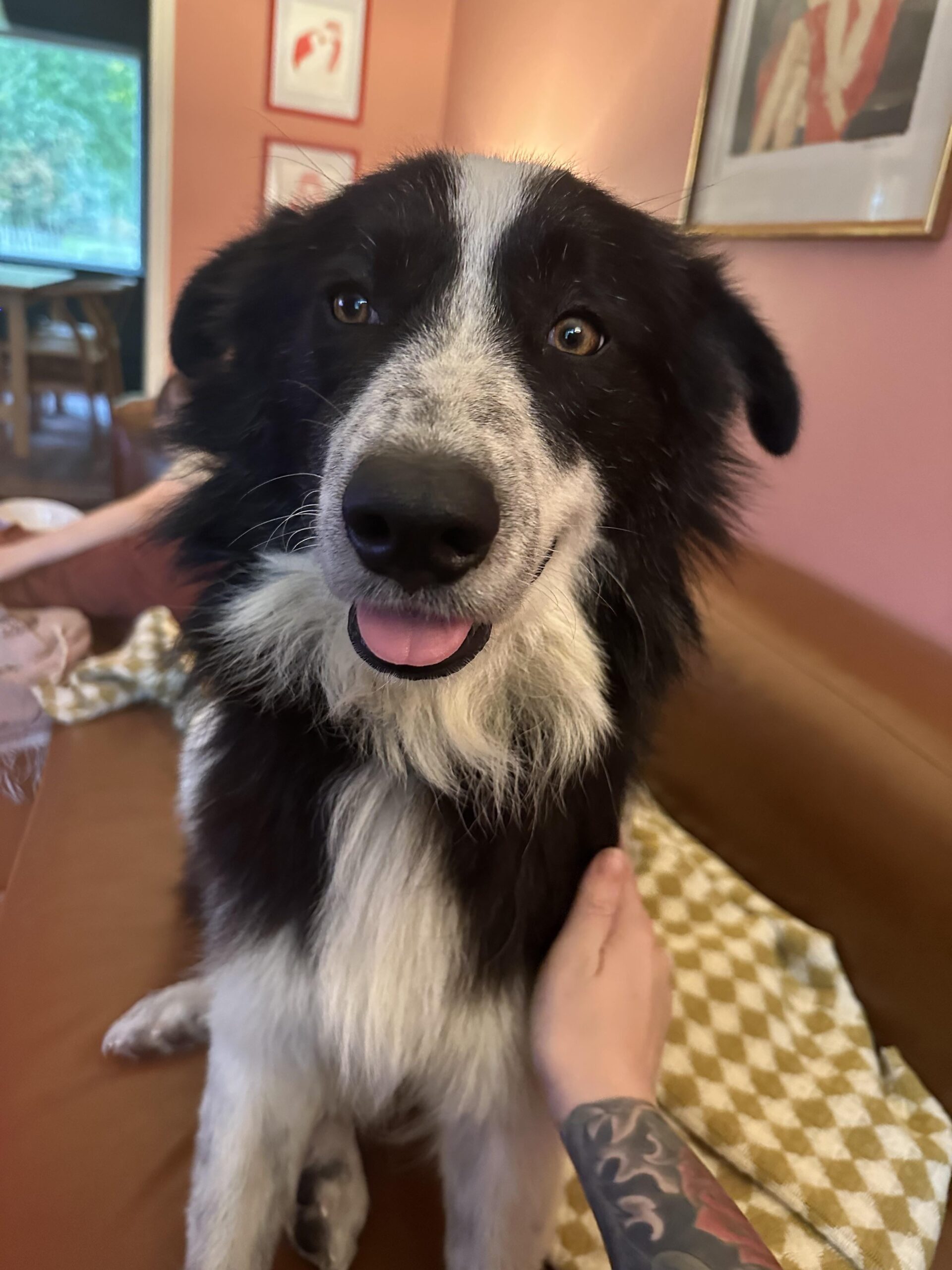 dog on the couch