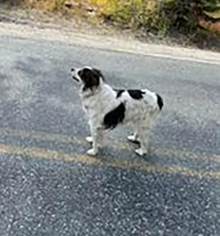 dog on the road