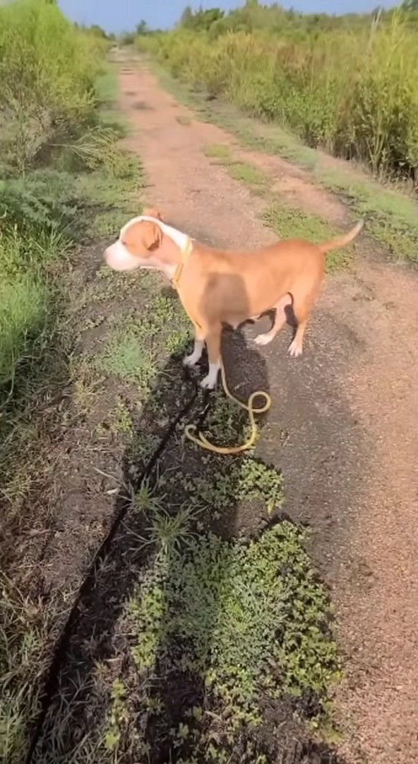 dog on the road by the field