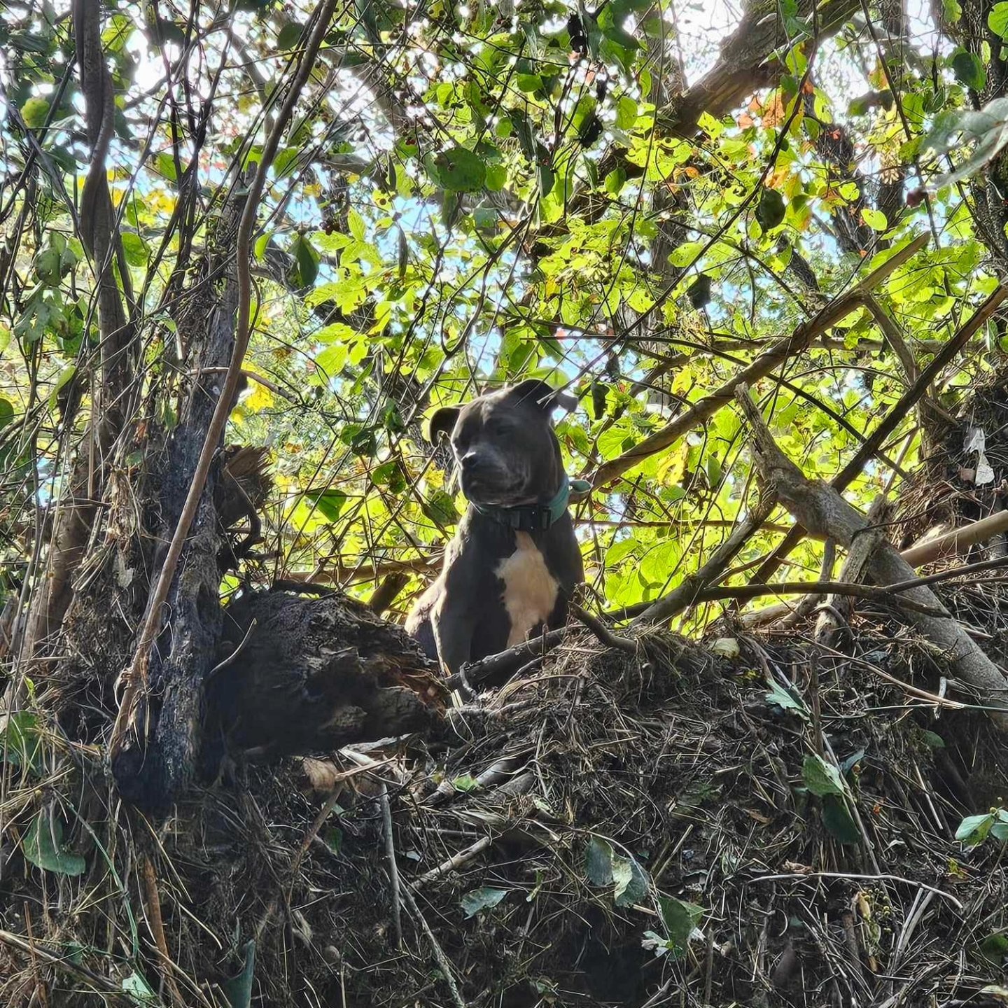 dog on the tree