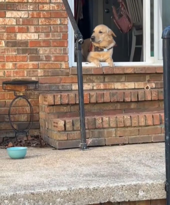 dog on window