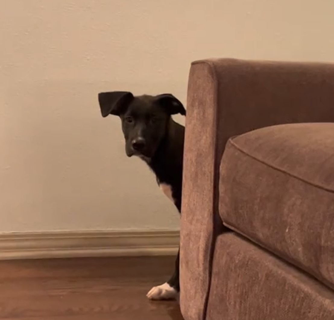 dog peeking behind the couch