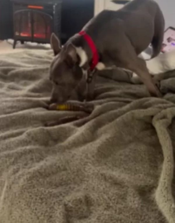 dog playing on the blanket