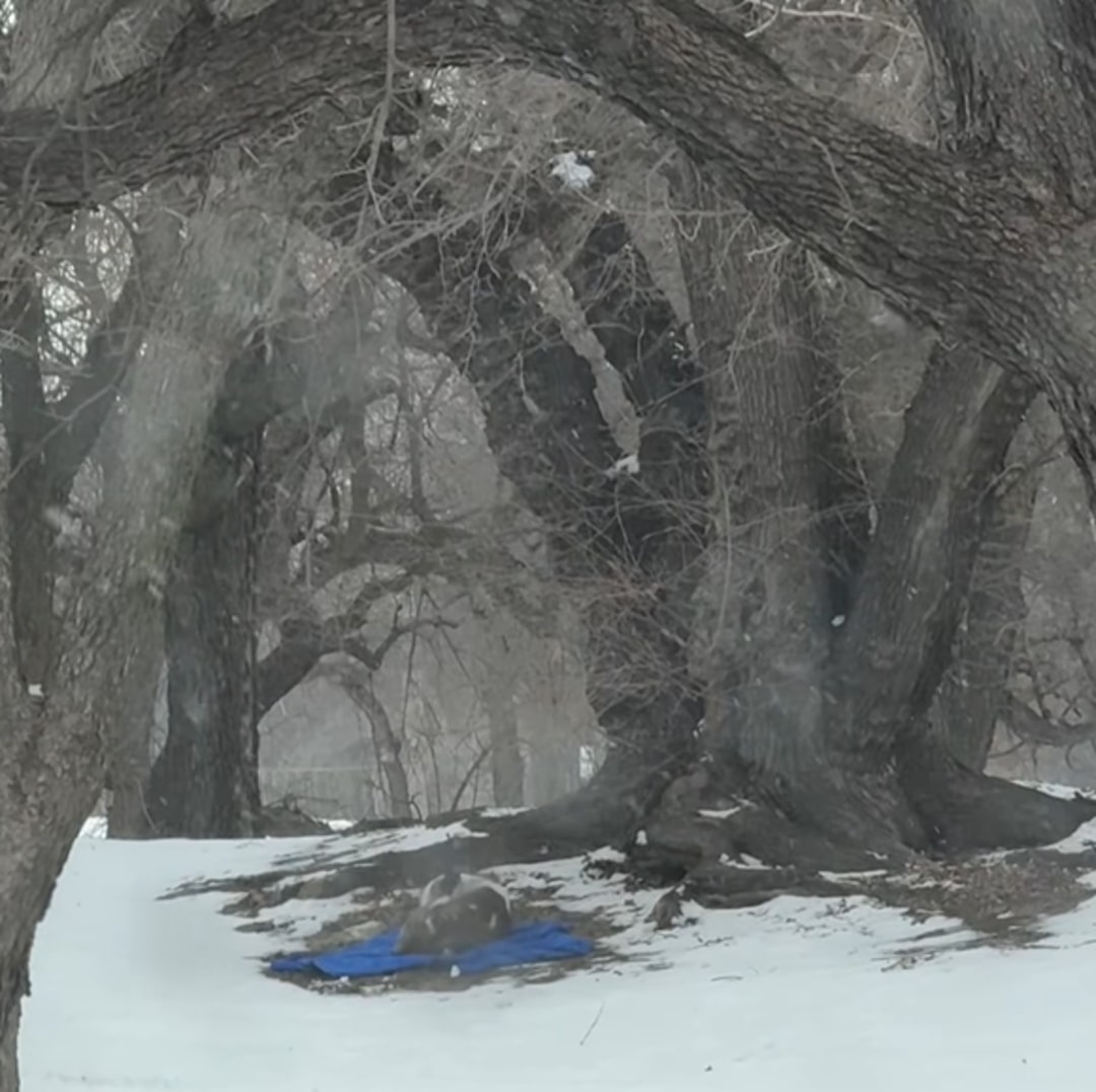 dog shivering on small blue blanket 