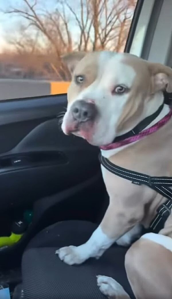 dog sitting in car